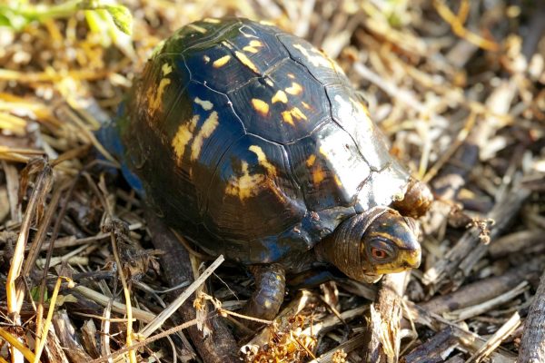 A turtle is laying in the grass on some mulch.