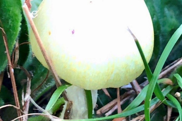A green apple sitting in the grass.
