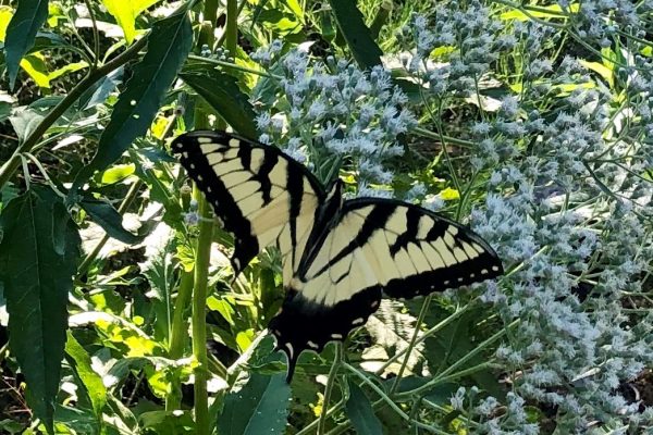 A butterfly is sitting on some flowers in the grass.