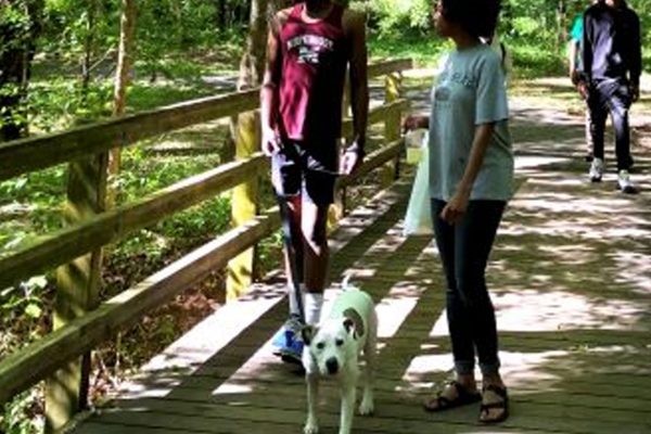 Two people walking white dog on wooded boardwalk