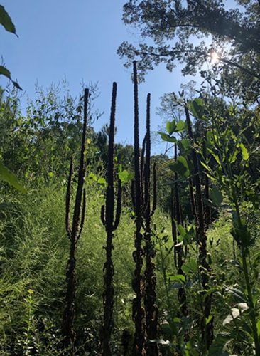 A group of tall plants in the middle of a forest.