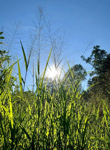 A view of the sun through some tall grass.