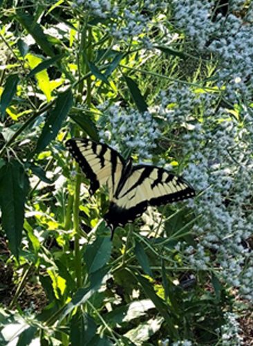 A butterfly is sitting on the leaves of some plants