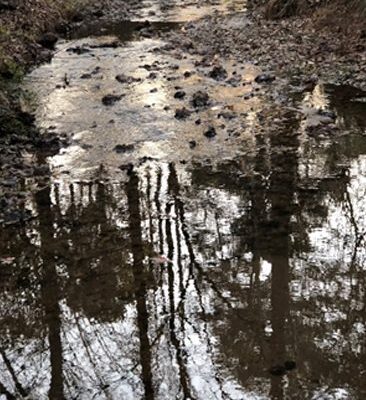 A puddle of water with trees reflected in it.