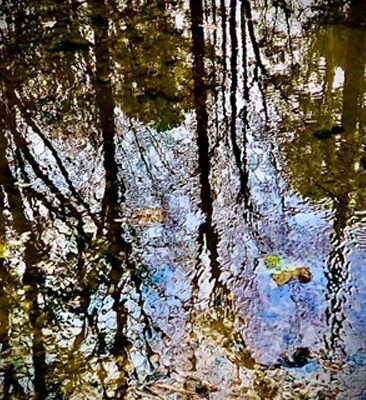 A tree is reflected in the water of a pond.