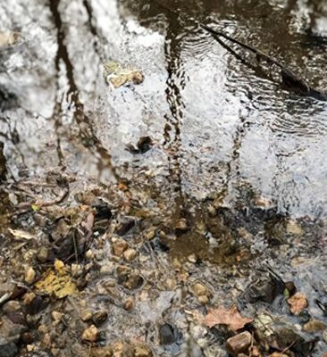 A puddle of water with leaves on it