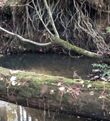 A tree branch in the middle of a river.