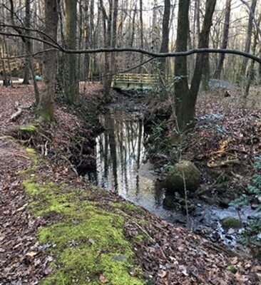 A stream running through the woods with moss on it.