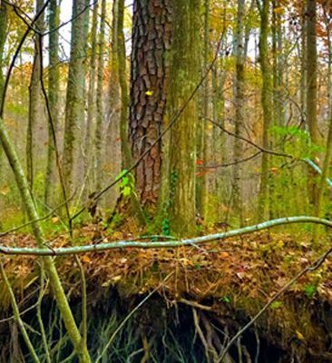 A forest with trees and bushes in the background.