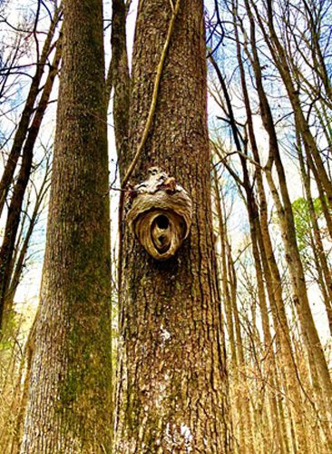 A tree with a face hanging on it