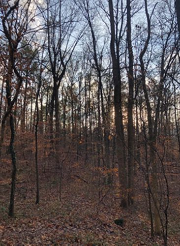 A forest with trees and bushes in the background.