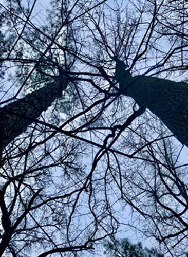 Two trees are seen from below in a forest.