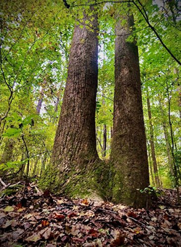 Two trees in the middle of a forest.