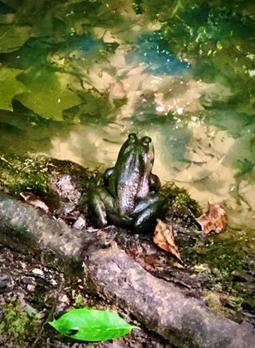 A frog sitting on the ground in water.