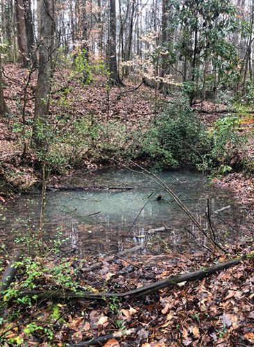 A small pond in the middle of a forest.