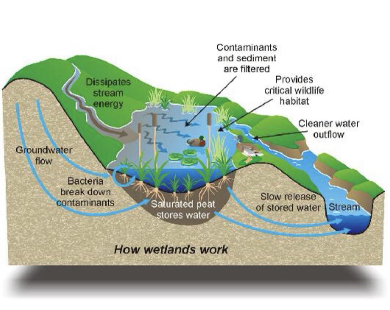 A diagram of how wetlands work.