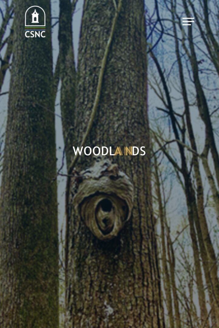 Tree trunk with burl knot in woodland