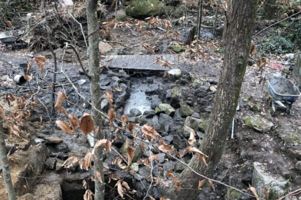 A small pond in the middle of a forest.