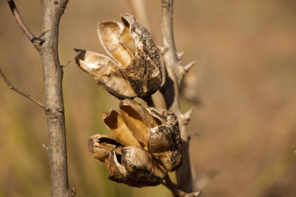 A close up of the dried out flowers on a tree