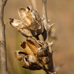 A close up of the dried out flowers on a tree