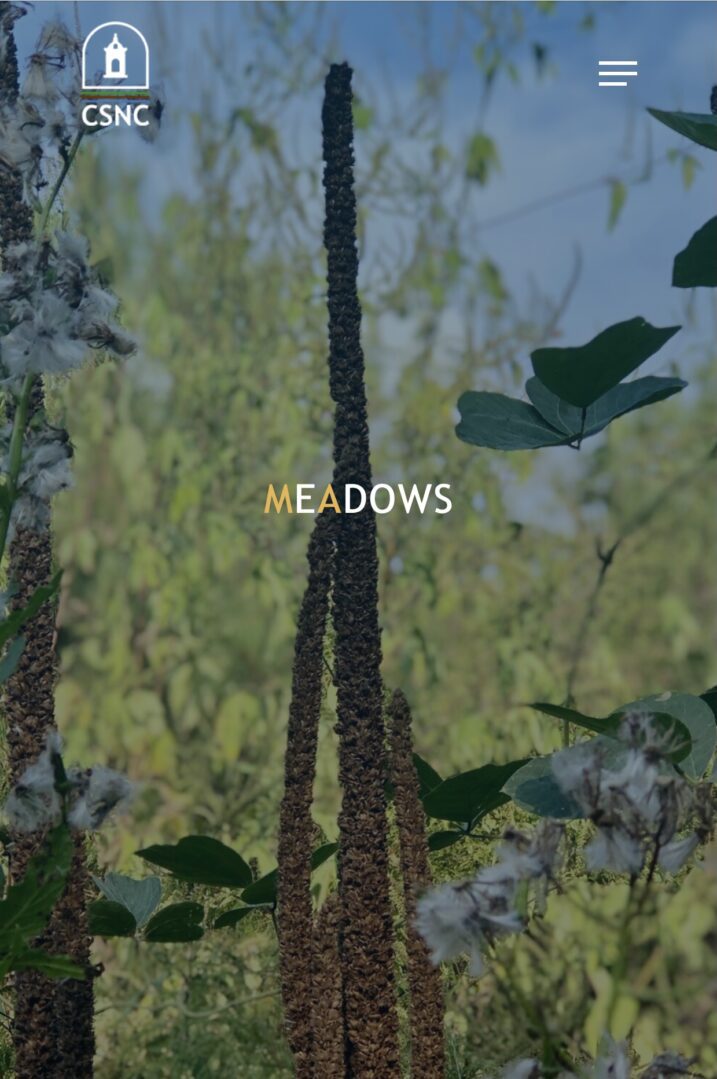 Tall brown seed spikes in green meadow