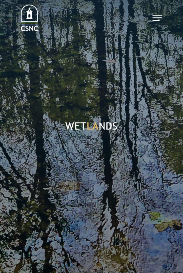 Rippling tree reflections in wetland water