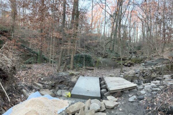 A couple of rocks and some trees in the woods