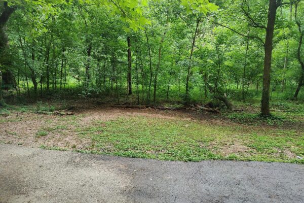 A view of some trees and grass from the ground.