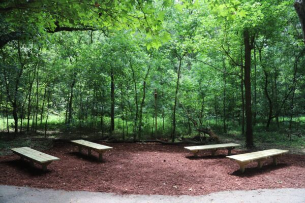 A group of benches in the middle of a forest.