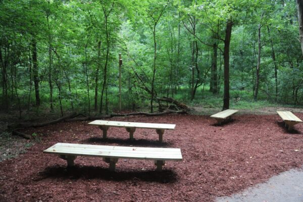 A group of benches in the middle of a forest.