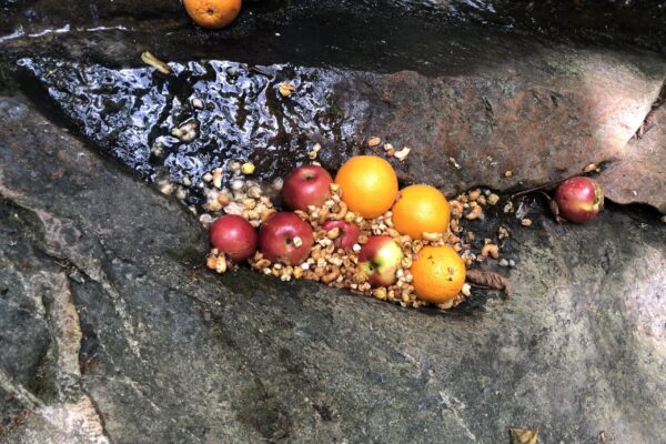 A bunch of fruit is on the ground