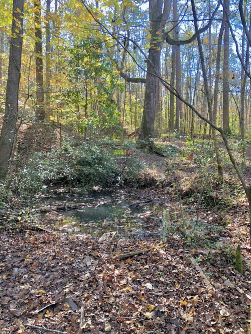 A forest with many trees and bushes