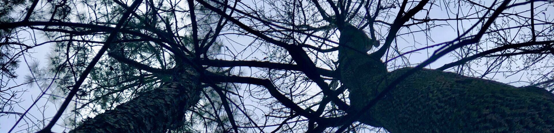 A view of trees from below looking up.