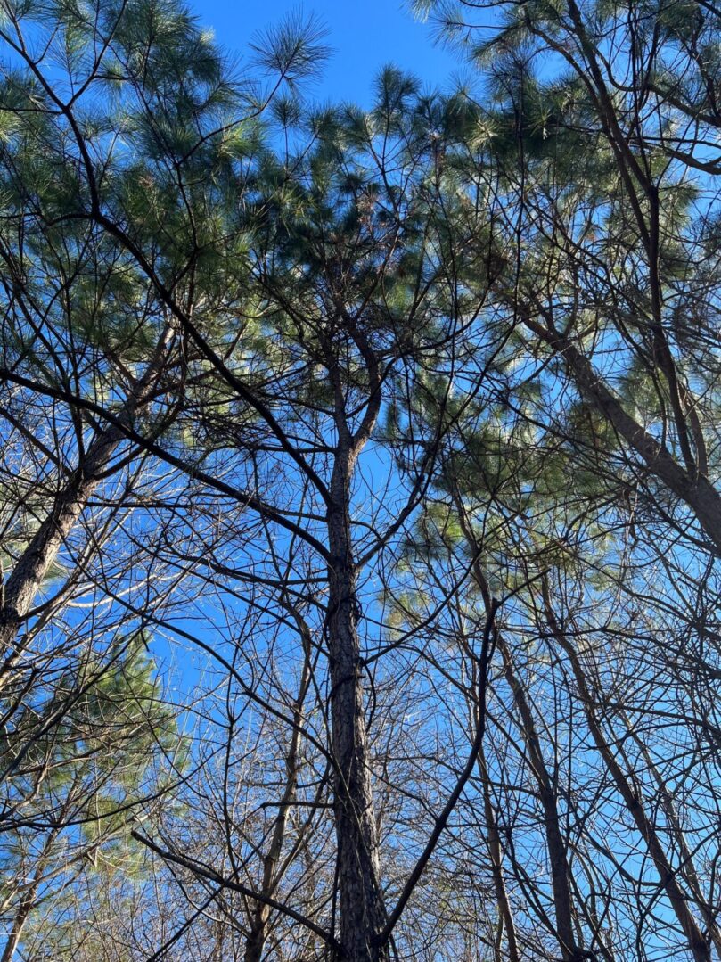 A view of trees from below looking up.