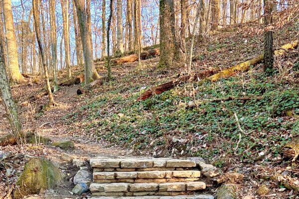 A wooden staircase in the middle of a forest.