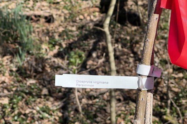 A red ribbon hanging from the side of a tree.