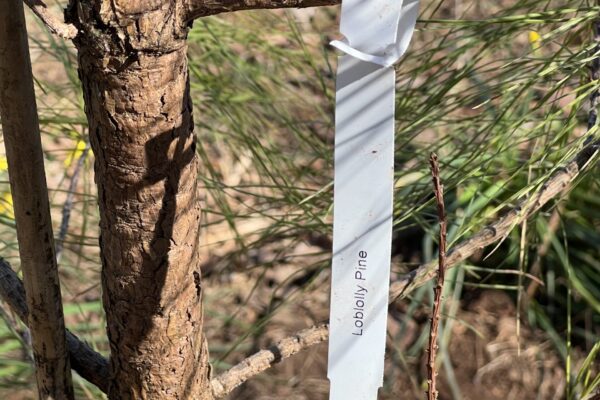 A tree with a white ribbon hanging from it.