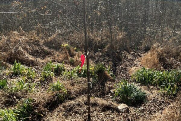 A red flag is in the middle of a field.