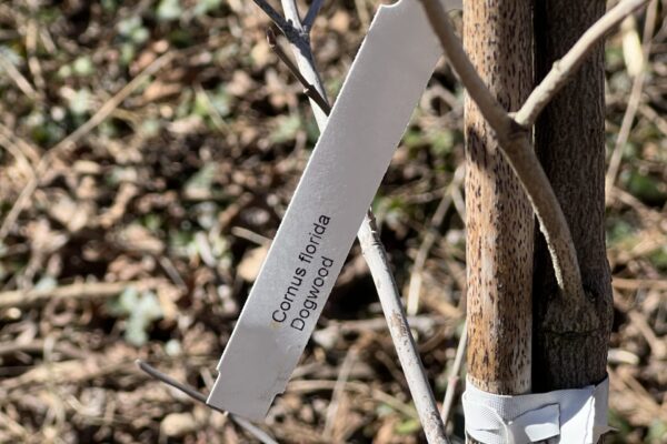 A tree with a tag on it's trunk.