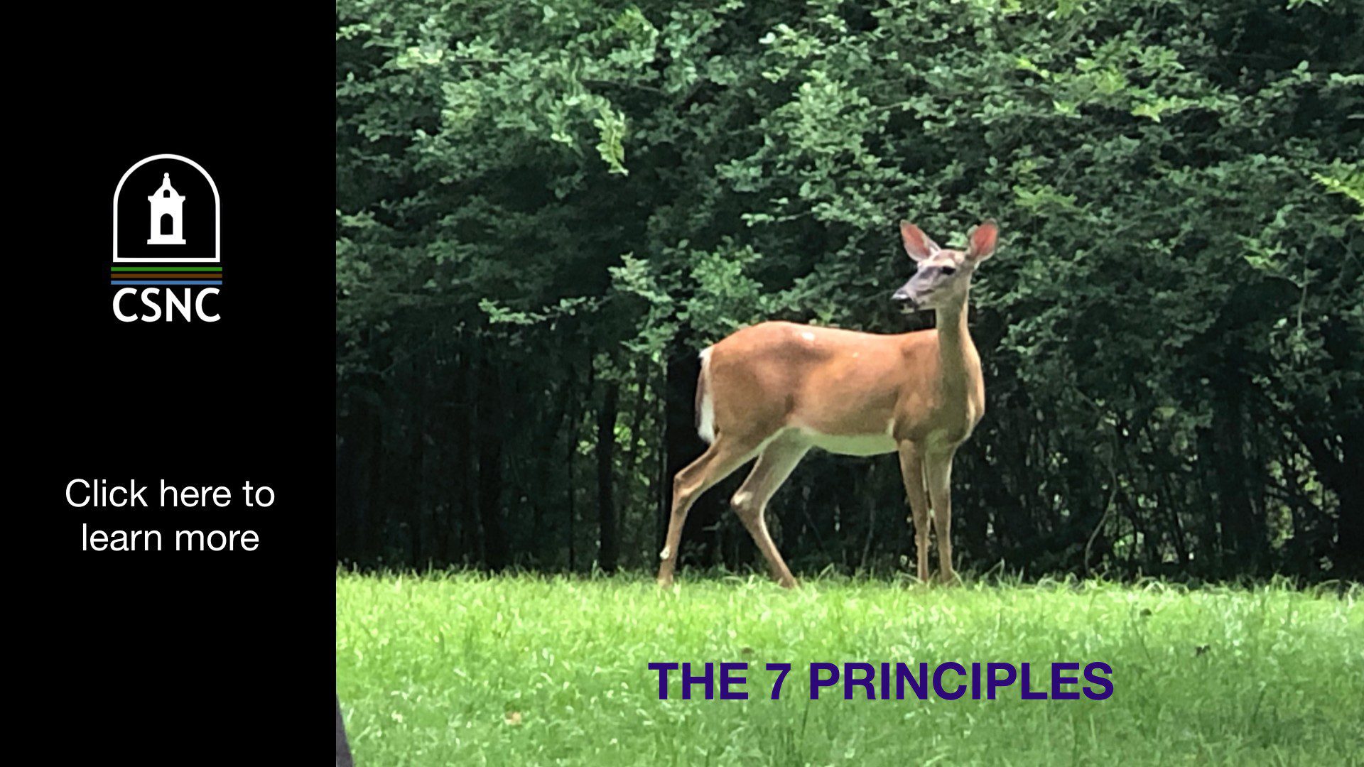 A deer standing in the grass near trees.