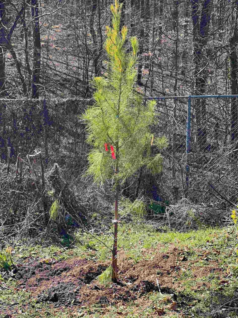 A small tree in the middle of a forest.