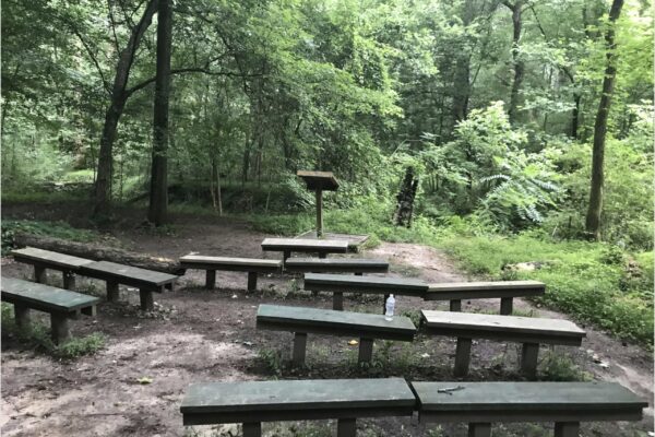 A group of benches in the middle of a forest.