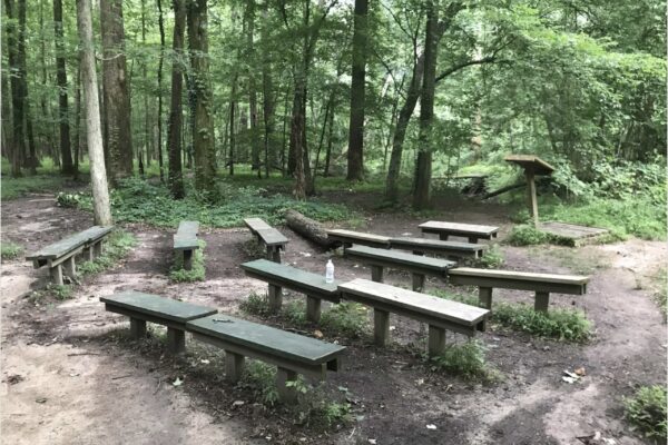 A group of benches in the middle of a forest.