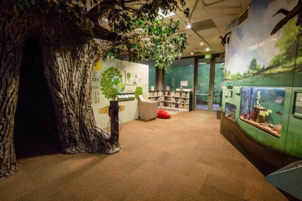 A room with a tree and books on the wall