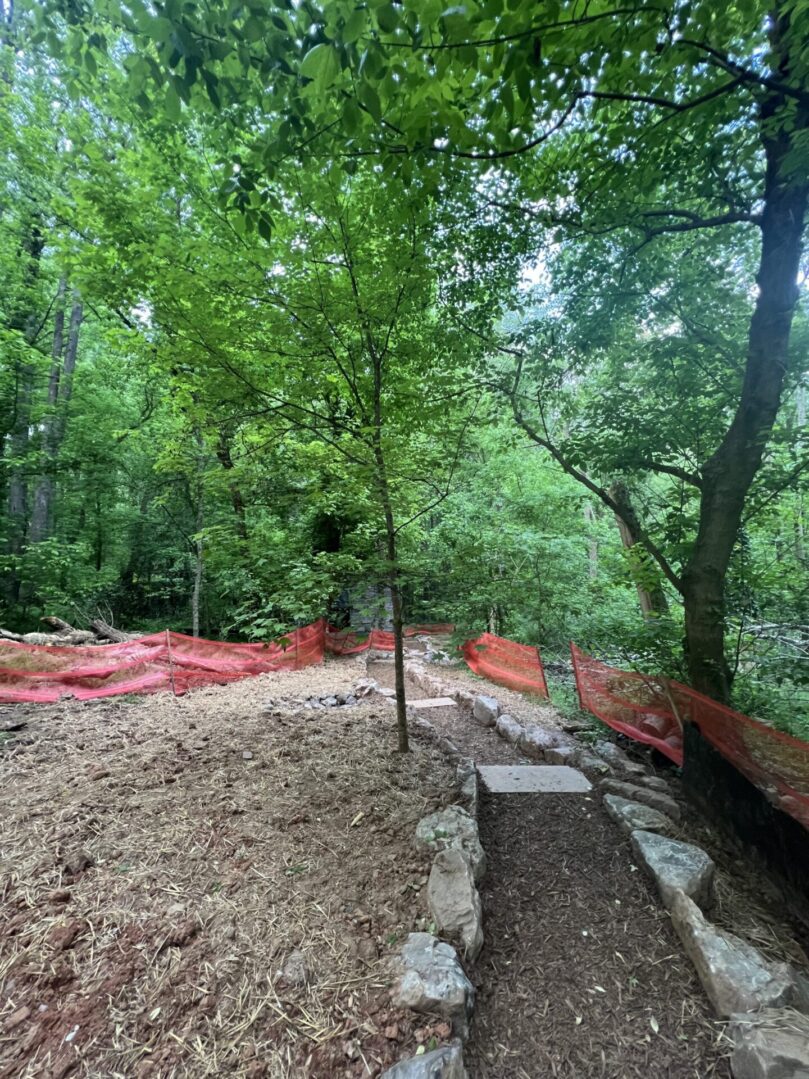 A forest with trees and red construction tape.