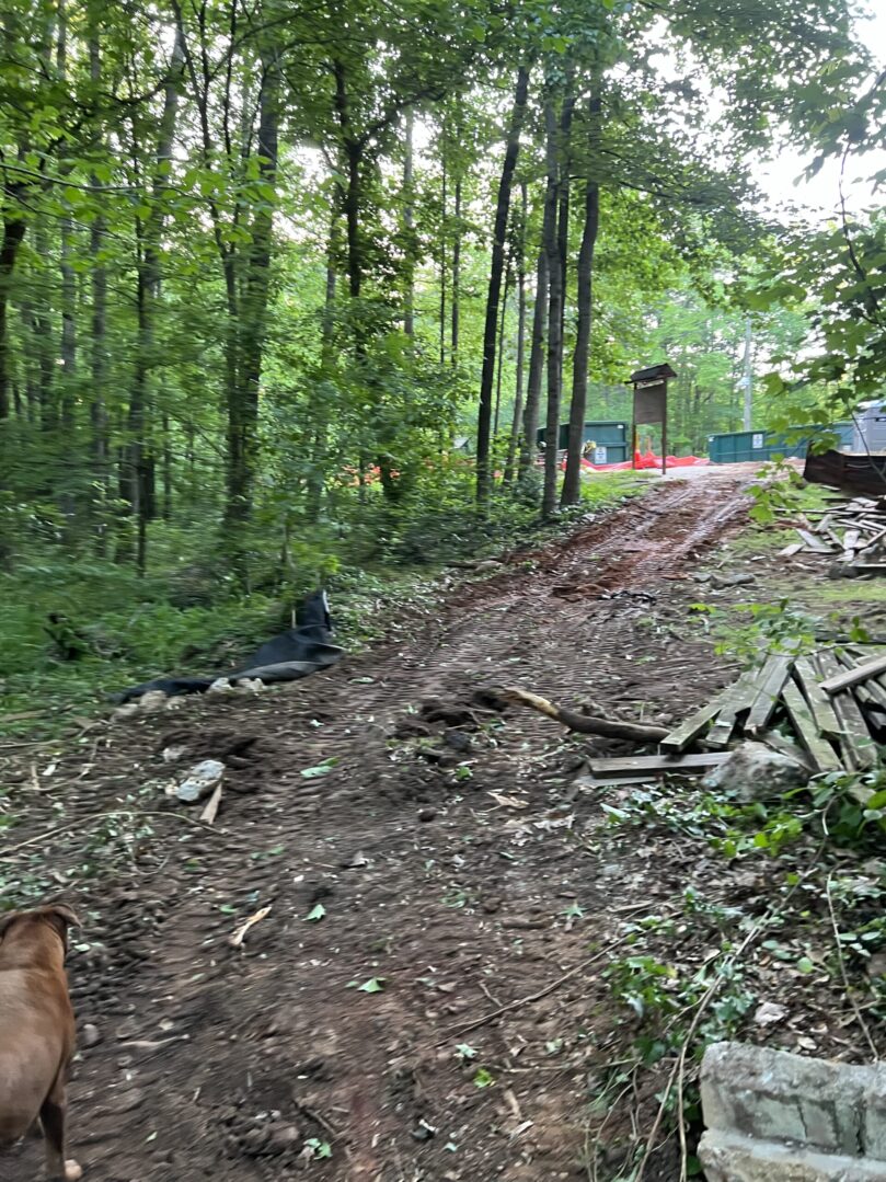 A dirt road with trees and debris on it