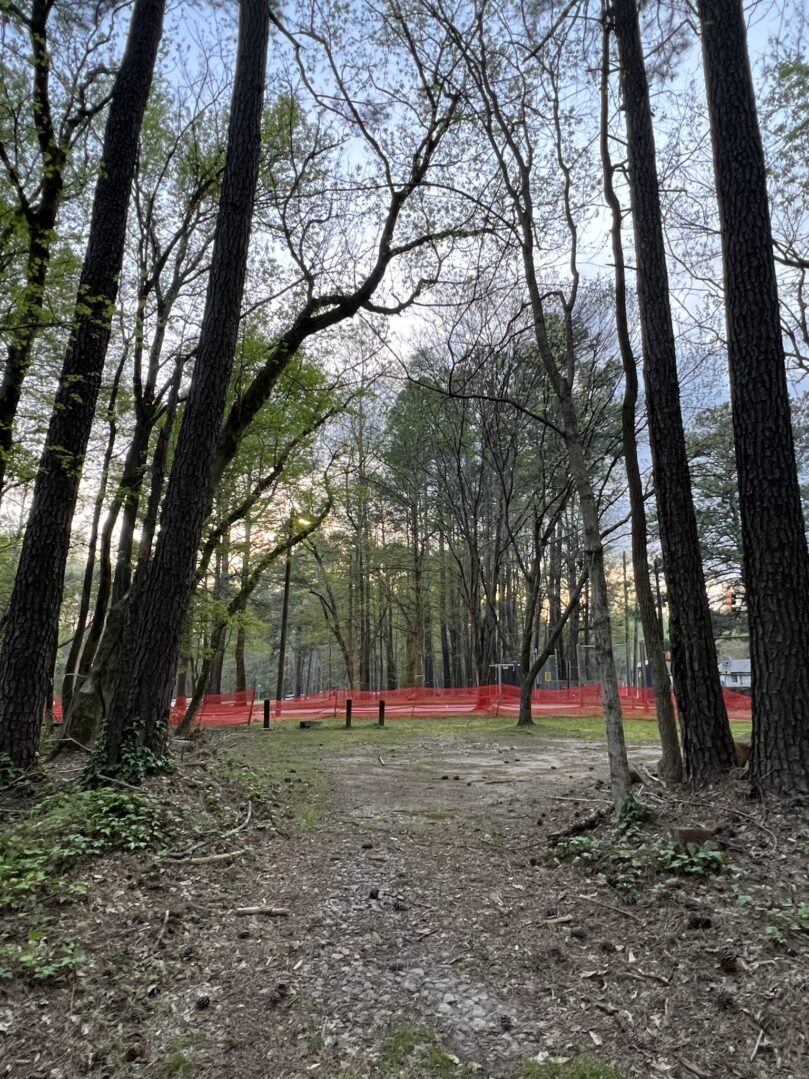 A forest with trees and red bushes in the background.