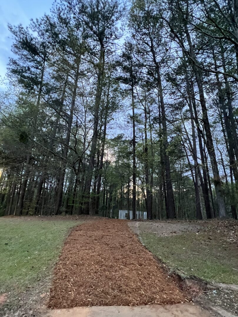 A trail in the middle of a forest.