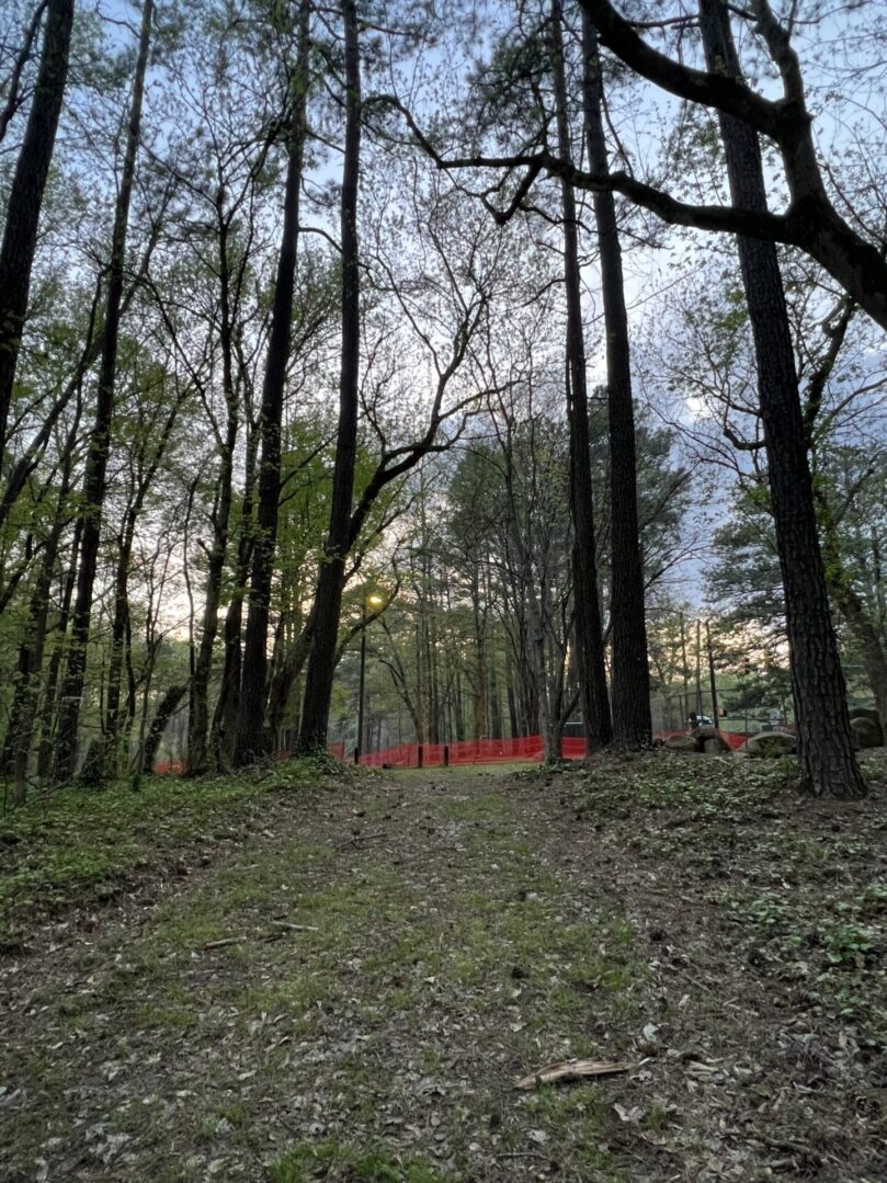 A forest with trees and grass in the foreground.