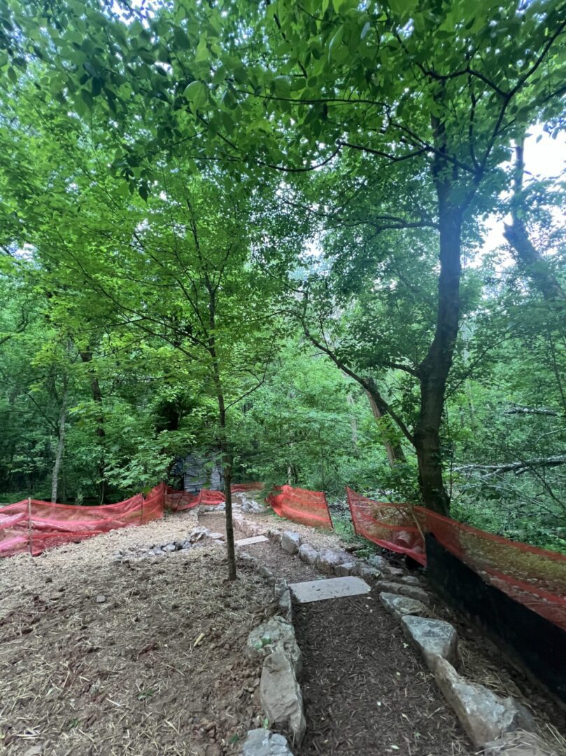 A forest with trees and bushes covered in red tarps.